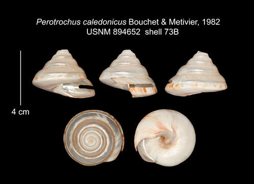 Image of Perotrochus caledonicus Bouchet & Métivier 1982