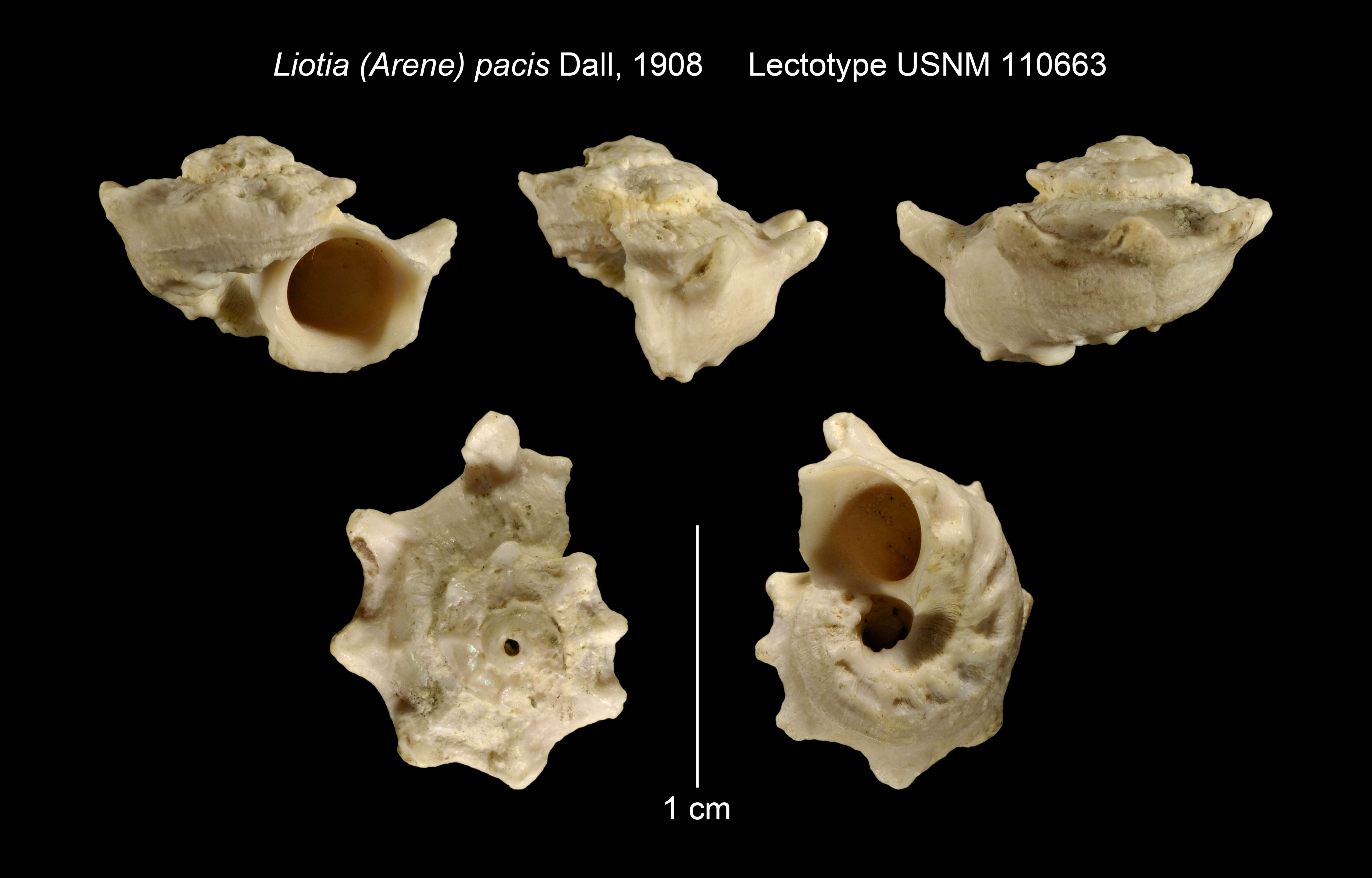 Image of Liotia G. B. Sowerby I 1834