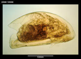 Image of Arcoscalpellum africanum (Hoek 1883)