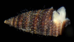 Image of Marshallora nigrocincta (C. B. Adams 1839)