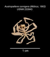 Sivun Austropallene cornigera (Möbius 1902) kuva