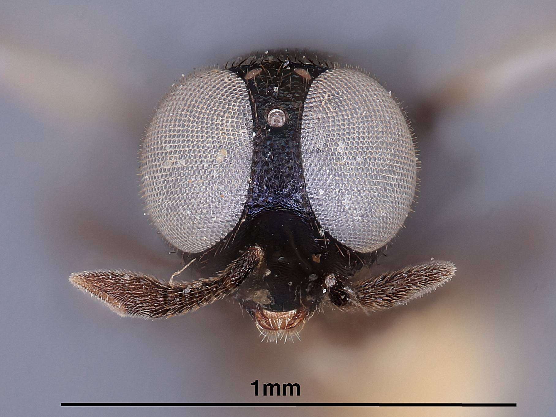 Image de Blepyrus rhopoideus (Kerrich 1967)