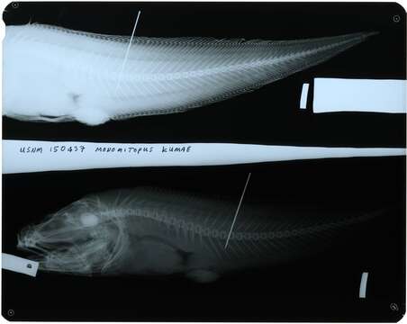 Image of Monomitopus kumae Jordan & Hubbs 1925