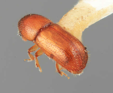 Image de Dendroterus sodalis Wood 1971