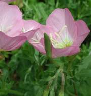 Imagem de Oenothera speciosa Nutt.