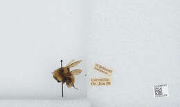 Imagem de Bombus appositus Cresson 1879