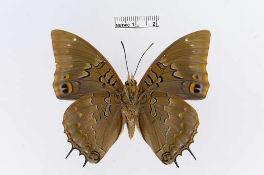 Image of Charaxes xiphares Cramer 1781