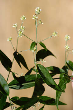 Image of Gomphrena holosericea (Moq.) Moq.