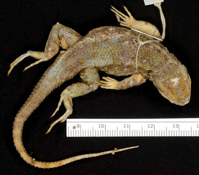 Image of Western Fence Lizard