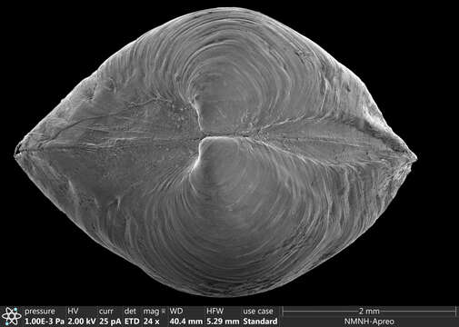 Image de Parathyasira equalis (Verrill & Bush 1898)