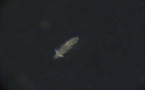 Image of Glyceridae