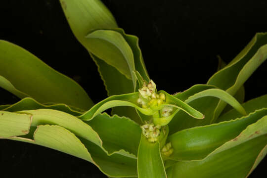 Image of Tradescantia velutina Kunth & C. D. Bouché