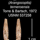 Imagem de Gongylostomella terneroensis C. Torre & Bartsch 1972