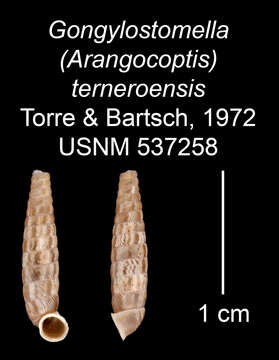 Imagem de Gongylostomella terneroensis C. Torre & Bartsch 1972