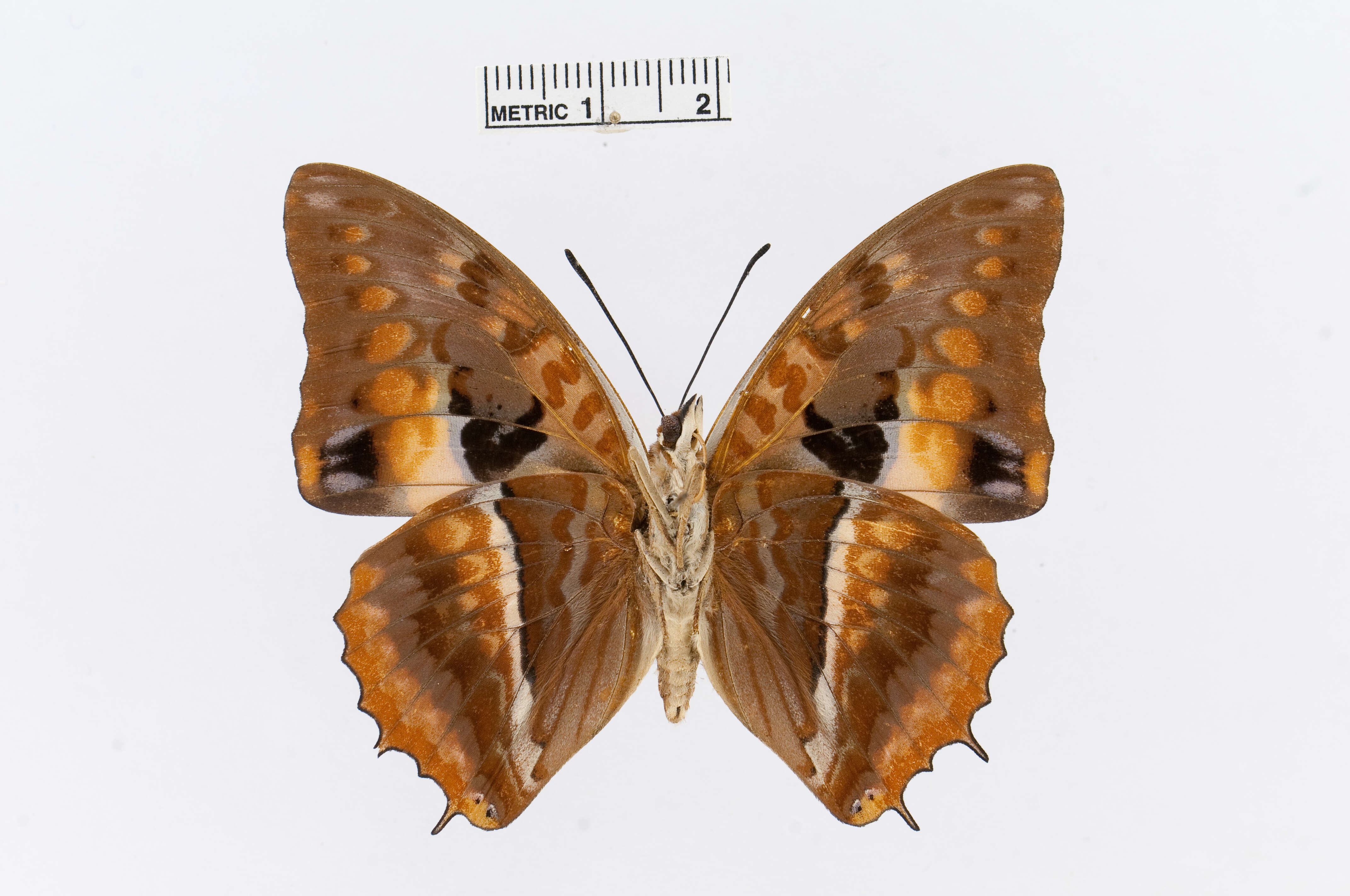 Charaxes cynthia Butler 1865 resmi