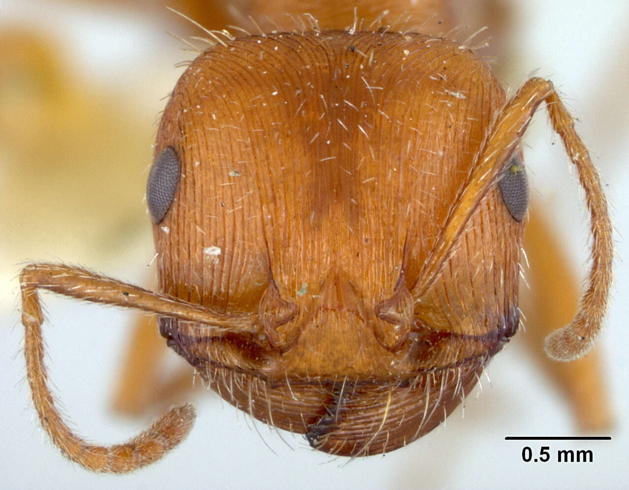 Image of Western Harvester Ant