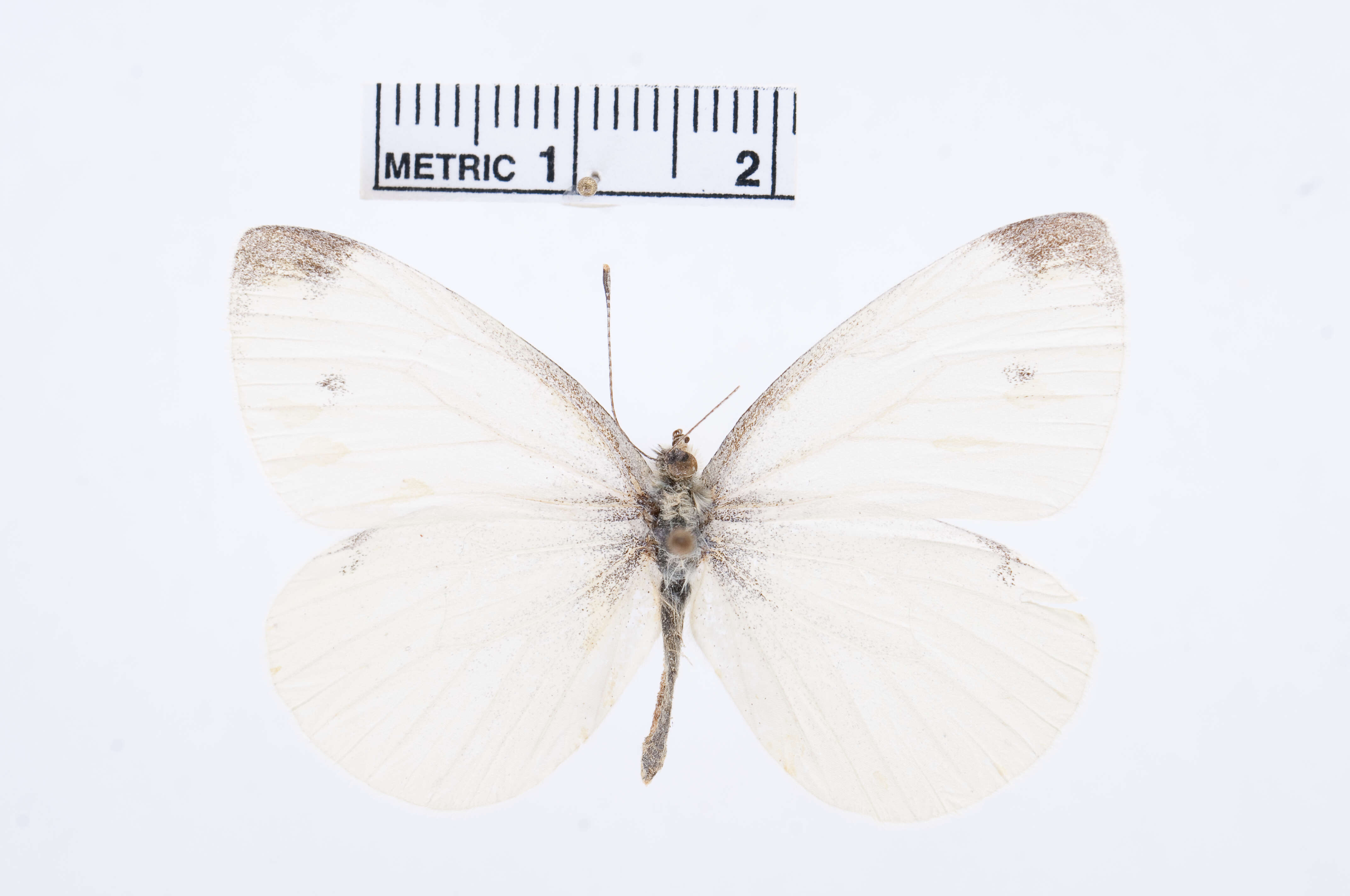 Image of Pieris Hübner 1819