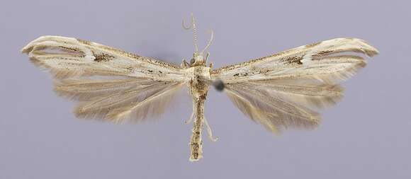 Image of Oidaematophorus castor Barnes & Lindsey 1921