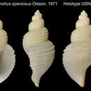 Image of Phymorhynchus speciosus Olsson 1971