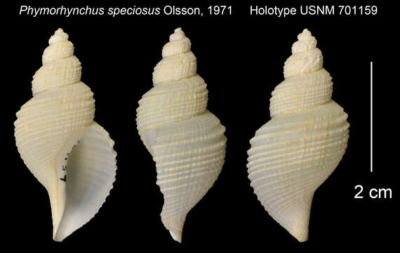 Image of Phymorhynchus speciosus Olsson 1971