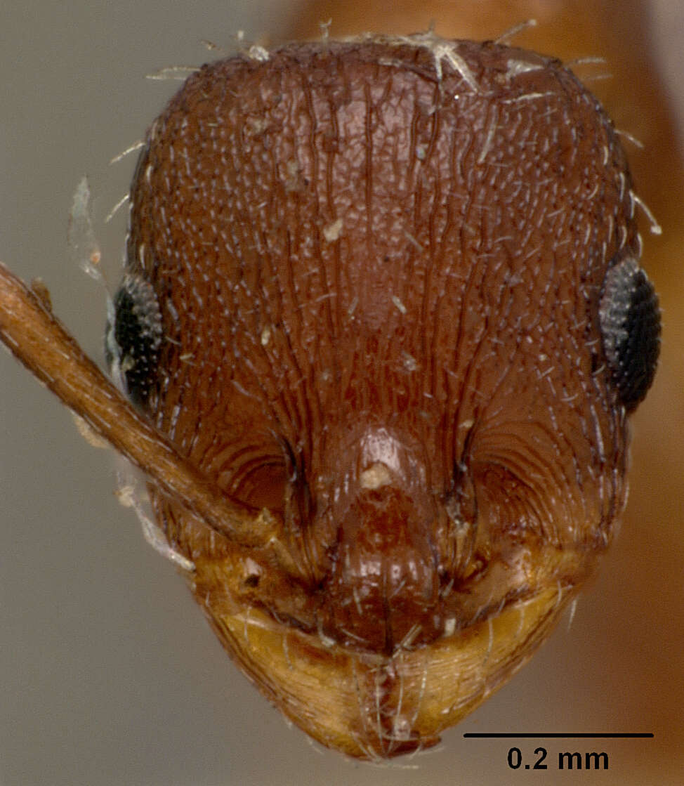 Image of Leptothorax tricarinatus Emery 1895