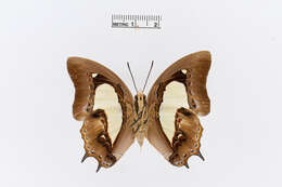 Image of Polyura moori Distant 1883