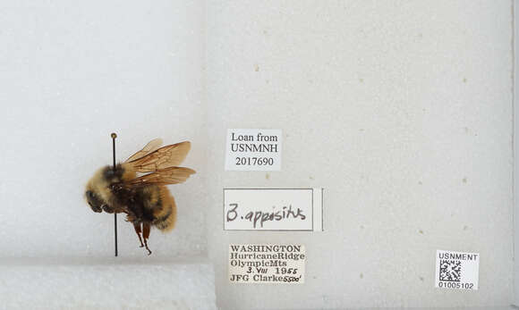 Imagem de Bombus appositus Cresson 1879