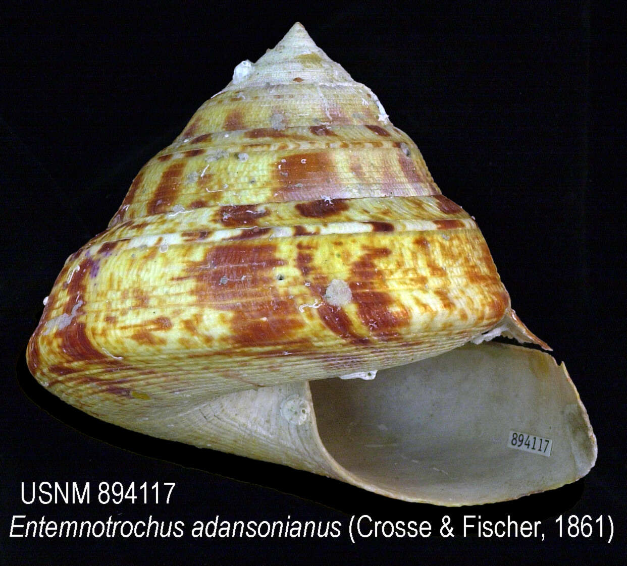 Entemnotrochus P. Fischer 1885 resmi