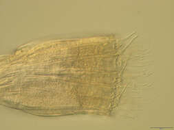 Image of Spinoloricus Heiner & Neuhaus 2007