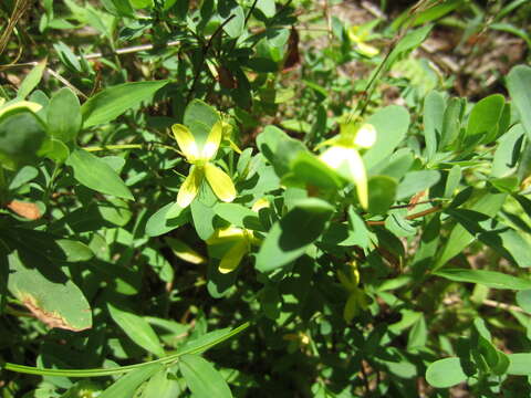 Imagem de Hypericum hypericoides (L.) Crantz