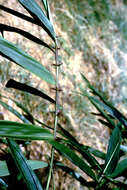 Plancia ëd Ampelocalamus scandens Hsueh & W. D. Li