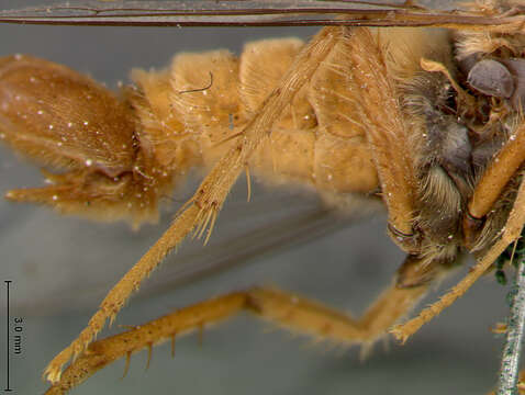 Image of Rhaphiomidas acton Coquillett 1891