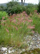 Image of foxtail barley