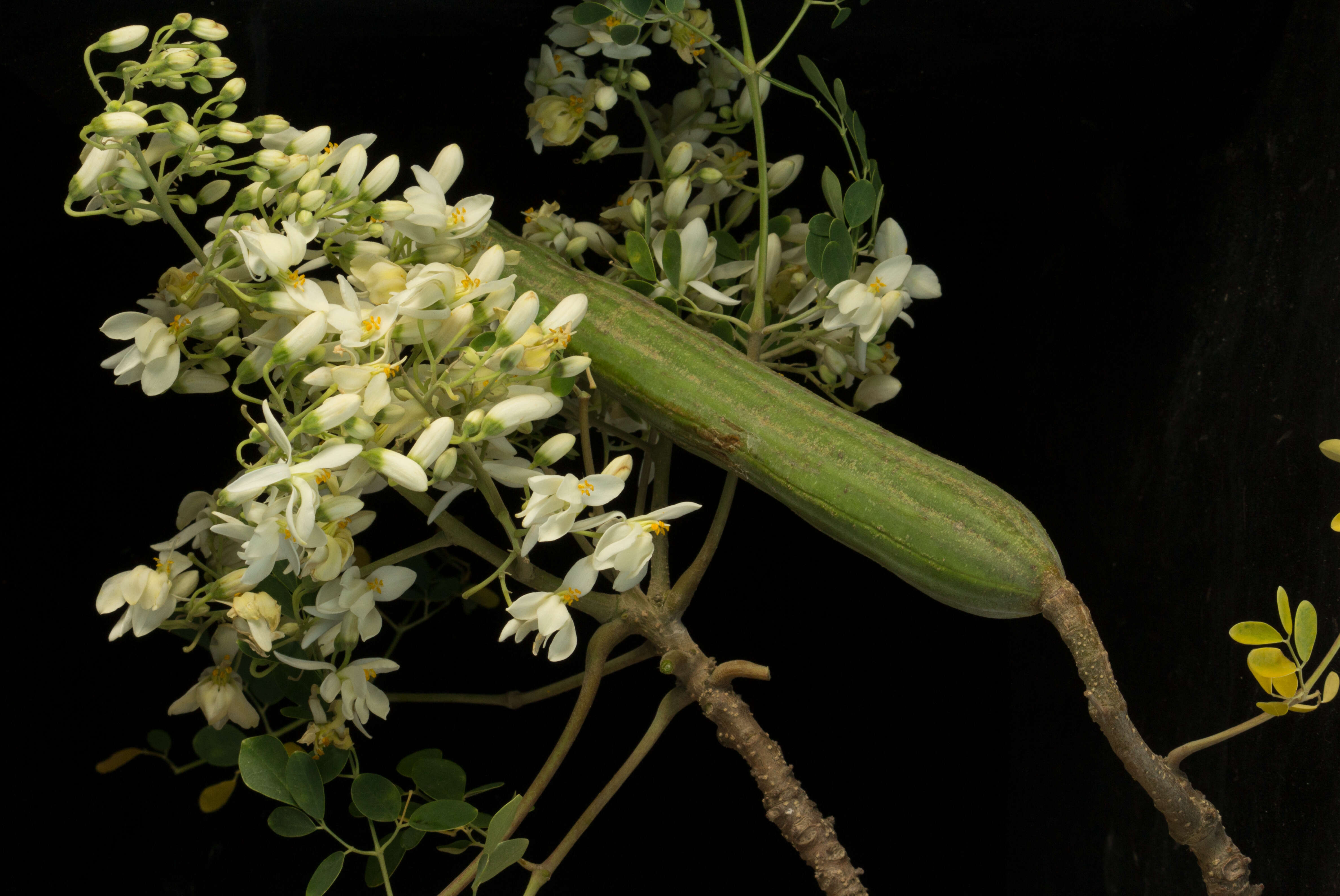 Imagem de Moringa oleifera Lam.