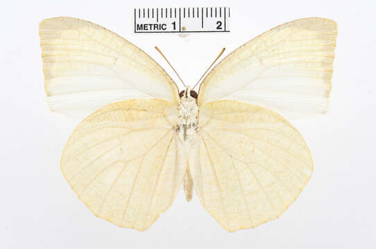 Image of Catopsilia pyranthe (Linnaeus 1758)