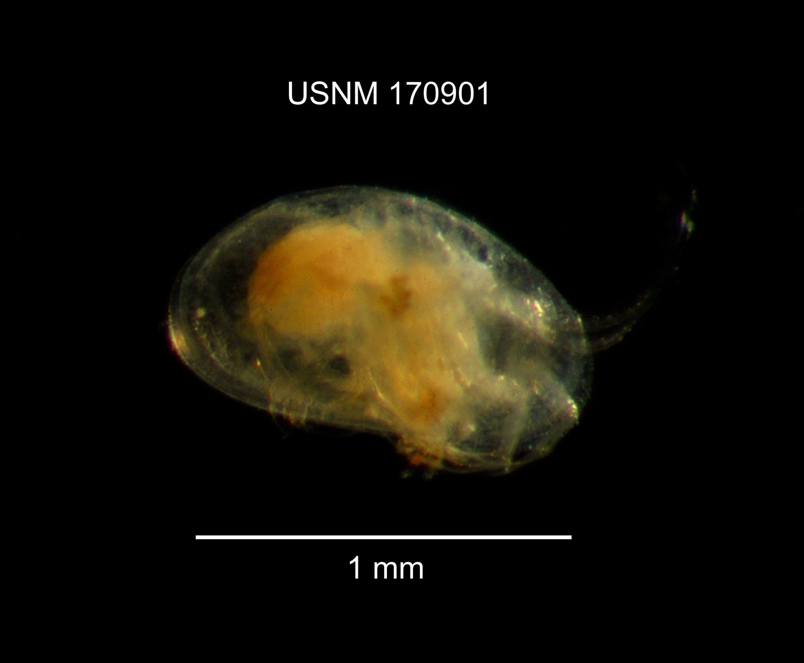 Sivun Heterocypris incongruens (Ramdohr 1808) kuva