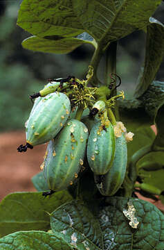 Image of Gurania subumbellata (Miq.) Cogn.