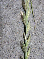 Image of intermediate wheatgrass