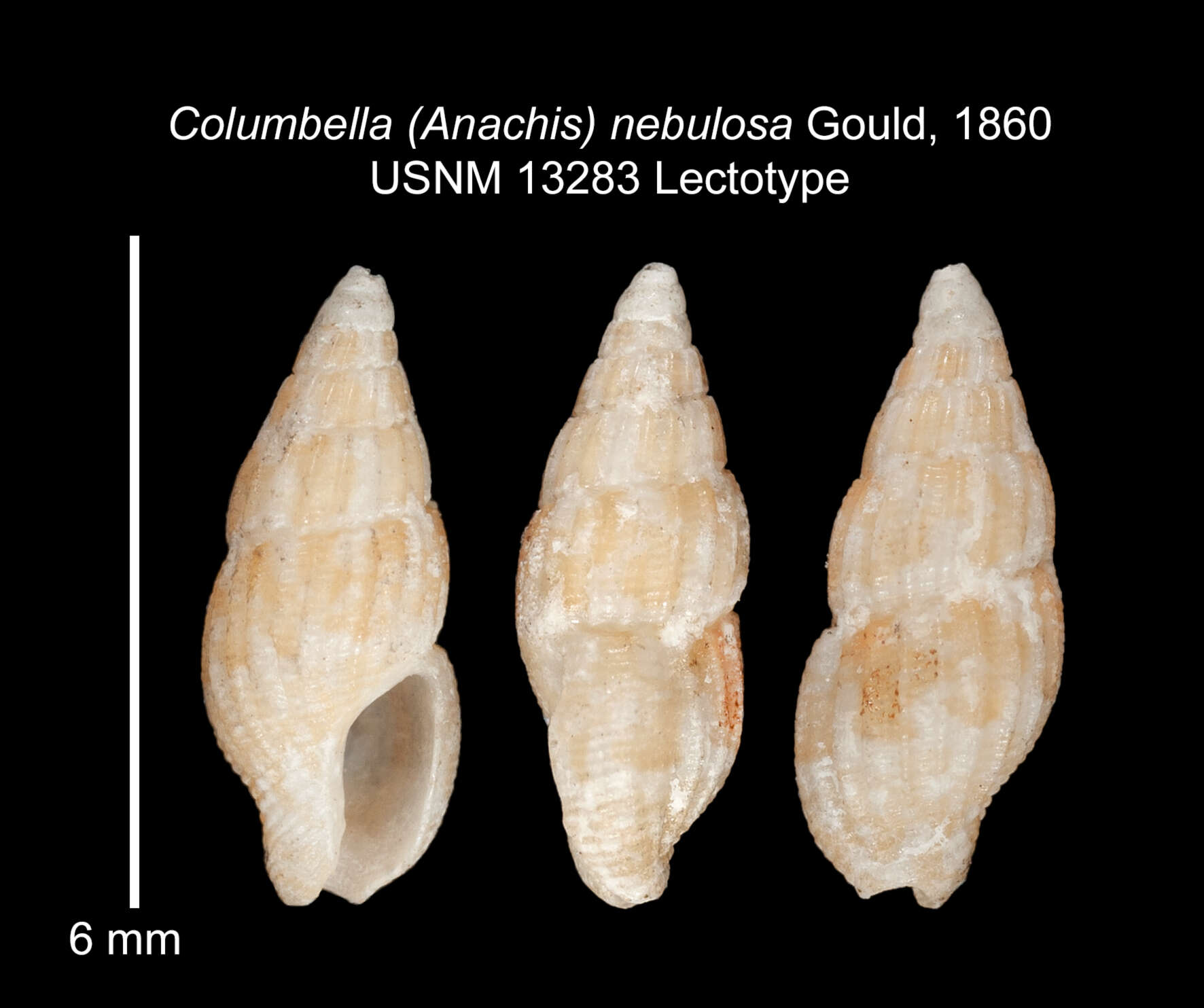 Image of Zafrona isomella (Duclos 1840)