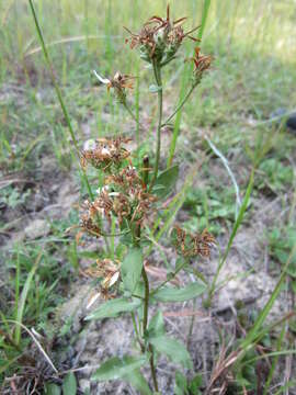 Image of toothed whitetop aster