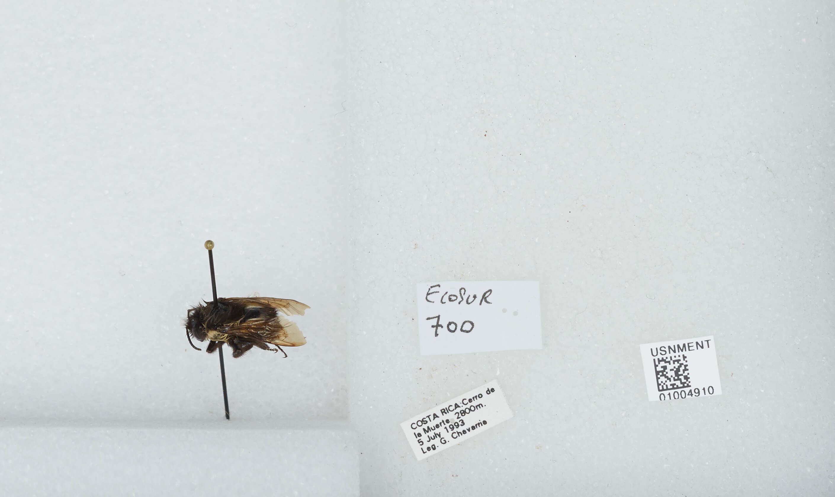 Bombus ephippiatus Say 1837 resmi