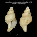 Image of Aulacofusus dimidiatus Dall 1919