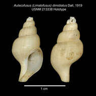 Image of Aulacofusus dimidiatus Dall 1919