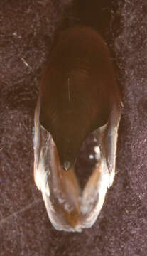 Image of Atlantic bird squid