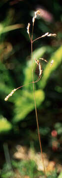 Image of Poa yaganica Speg.