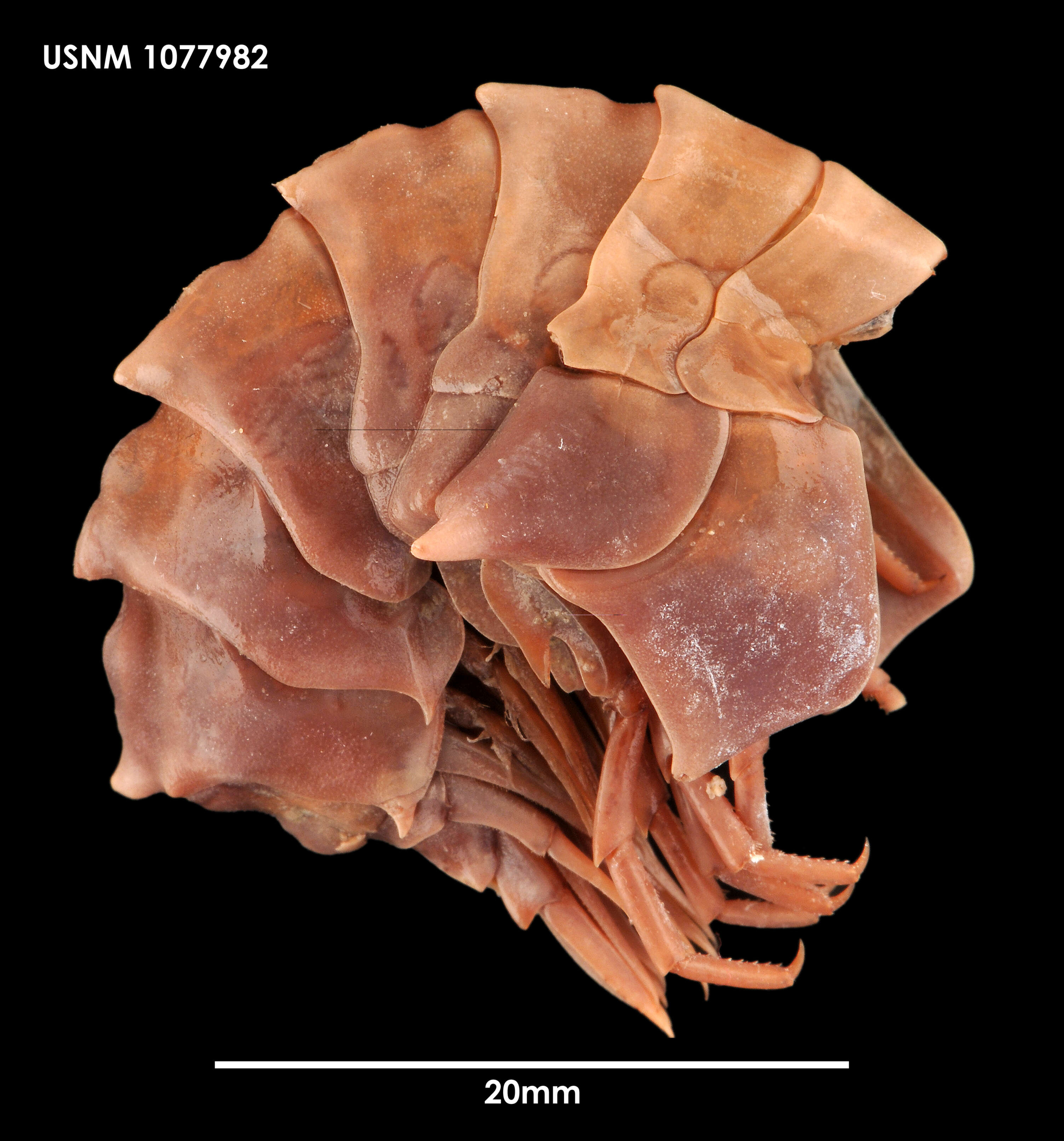 Image of Epimeria (Hoplepimeria) georgiana Schellenberg 1931