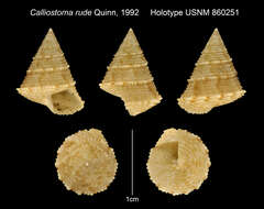 Image of Calliostoma rude Quinn 1992