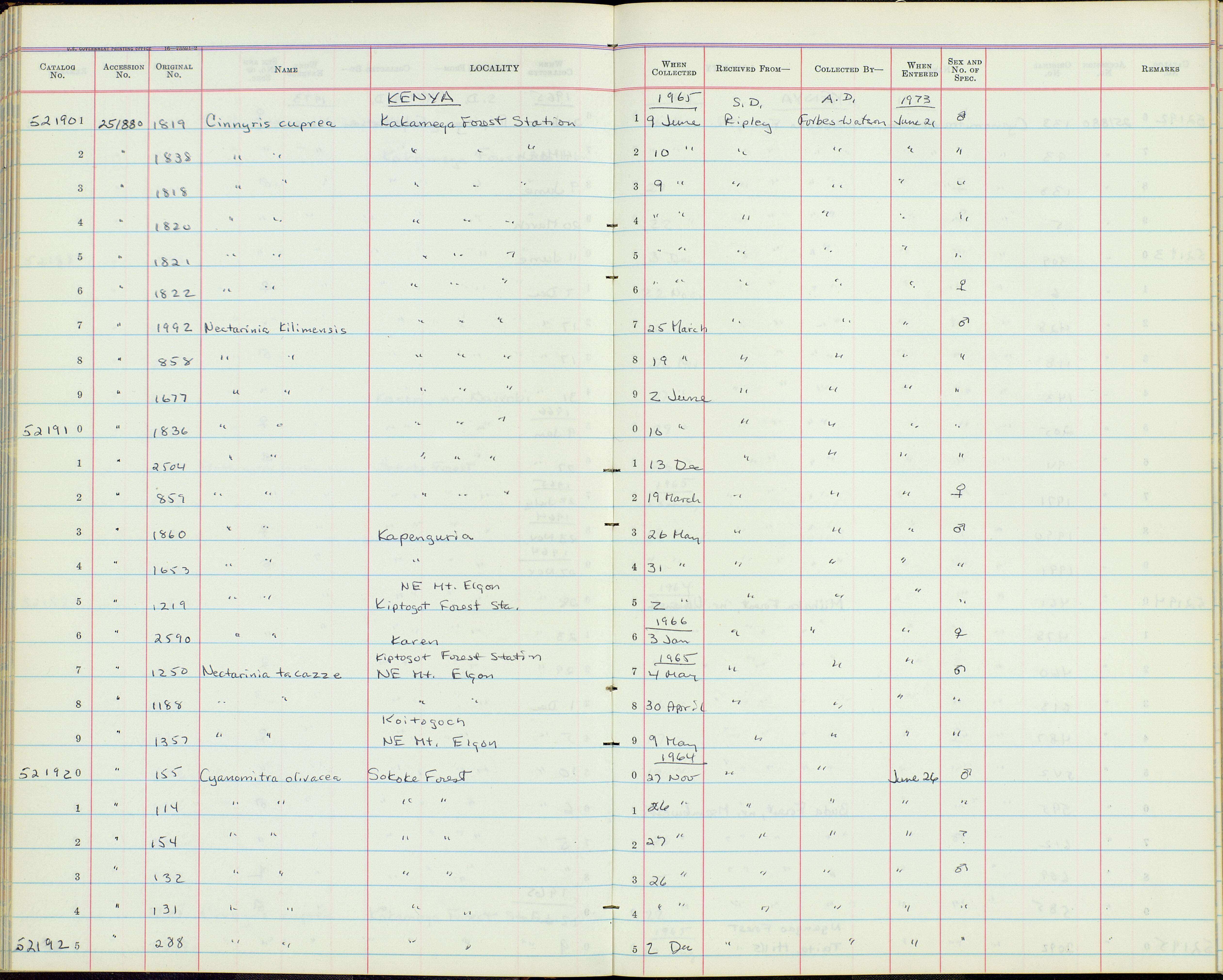 Nectarinia kilimensis kilimensis Shelley 1885的圖片