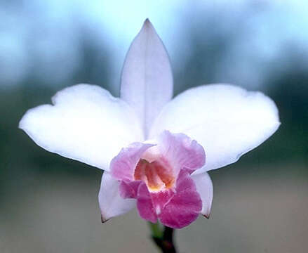 Image of Bamboo orchid