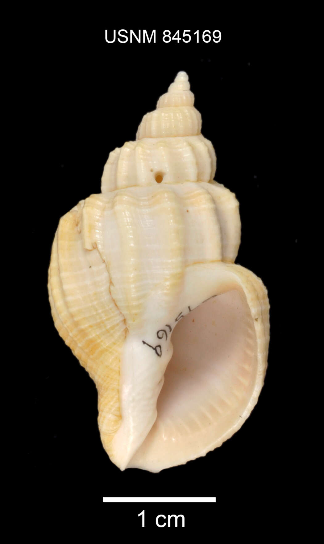 صورة Sydaphera undulata (G. B. Sowerby II 1849)